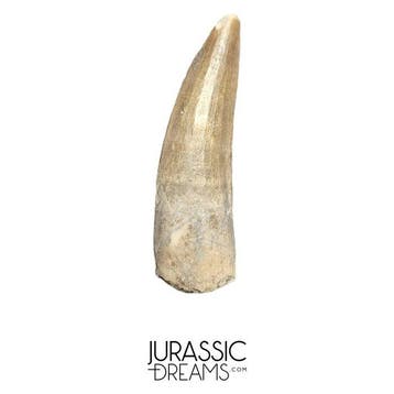 Mooi bewaard Suchomimus tenerensis spinosauride dinosaurus