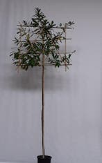 Leibomen, Leilinde, leiplataan, leilaurier e.a., In pot, Leiboom, Halfschaduw, Ophalen of Verzenden