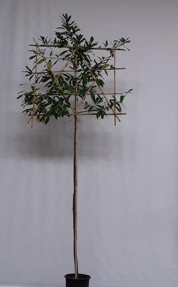 Leibomen, Leilinde, leiplataan, leilaurier e.a., In pot, Leiboom, Halfschaduw, Ophalen of Verzenden