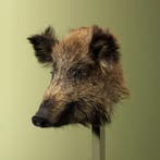 Wild Zwijn Klein Taxidermie Opgezette Dieren By Max, Ophalen of Verzenden, Nieuw, Wild dier, Opgezet dier
