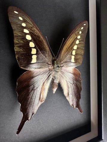 Vlinder Taxidermie volledige montage - Graphium Codrus - Le