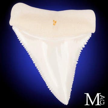 Witte haaientand - Perfect bewaard Carcharodon carcharias, Nieuw