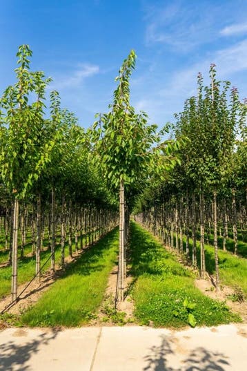 Prunus serrulata Taihaku hoogstam