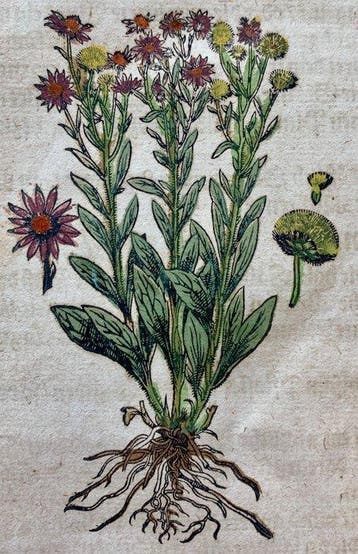 Pietro Andrea Mattioli - Original hand-colored leaf from