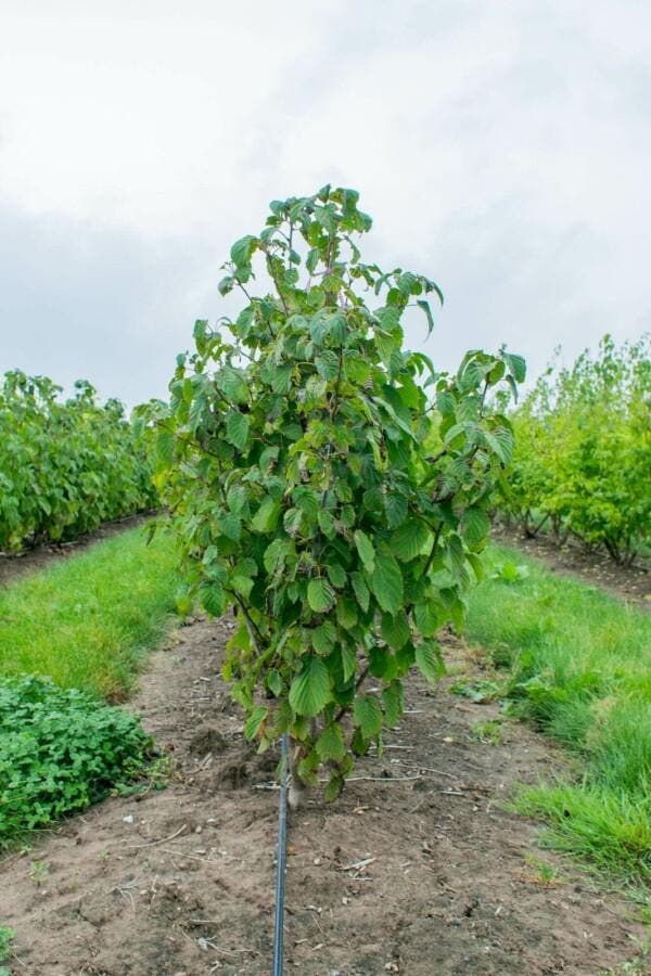 Davidia involucrata meerstammig, Tuin en Terras, Planten | Tuinplanten