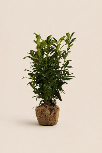 Laurier Novita 60 tot 225cm met kluit smalle haag, Tuin en Terras, Verzenden, Laurier, Haag, 100 tot 250 cm
