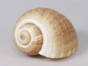 Tonna Cepa Schelp 12-15 cm Per stuk, Ophalen of Verzenden, Nieuw