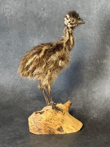 Emoe Taxidermie volledige montage - Dromaius novaehollandiae, Verzamelen, Dierenverzamelingen, Nieuw
