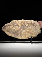 Indrukwekkende grote snede van versteend hout op een op maat