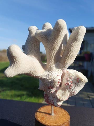 Elegant bloemkoolkoraalstruikspecimen - op houten sokkel, Nieuw