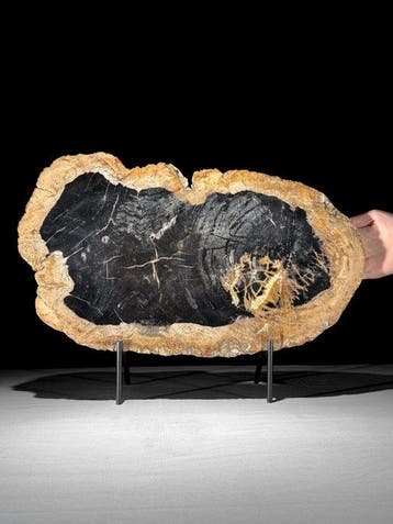 C- Prachtige grote plak versteend hout op een maatwerk