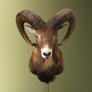 Moeflon Taxidermie Opgezette Dieren By Max, Ophalen of Verzenden, Nieuw, Wild dier, Opgezet dier