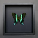 Vlinder Taxidermie volledige montage - Papilio blumei - 23