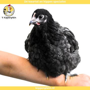Orpington Zwart - Rustig, Tam en Gezond, Dieren en Toebehoren, Meerdere dieren, Kip