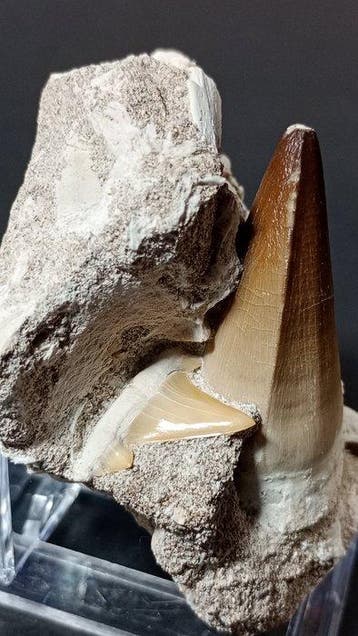 Mosasaurus - Fossiele matrix - Talassotittán Atrox - 9 cm
