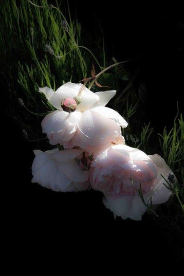 Diane Pfister - Crown Estate Collection No. 0845-E