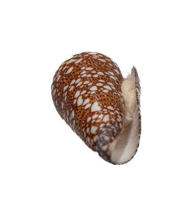 High-End verzamelobject: Conus nobilis ssp. victor (43 mm) –, Verzamelen, Nieuw