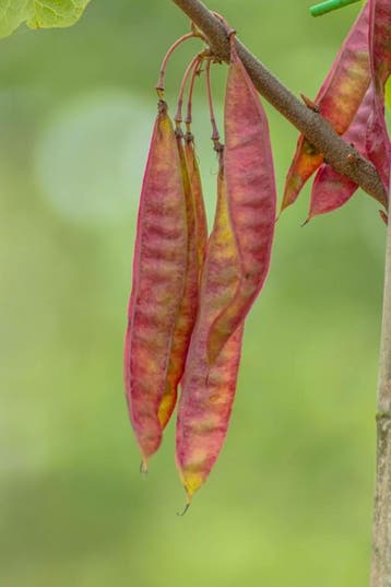 Cercis canadensis hoogstam 14/16