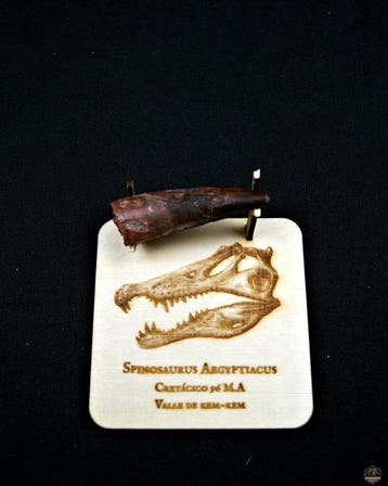 Spinosaurus - Gefossiliseerde slagtand - Spinosaurus