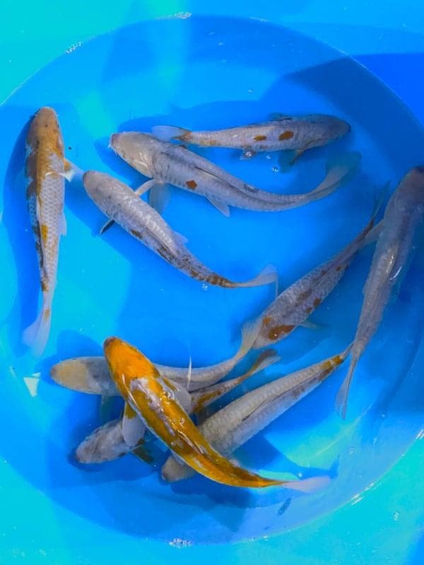Hirasawa Marusei 27-32cm (Japanse Koi), Dieren en Toebehoren, Vissen | Vijvervissen, Karper of Koi