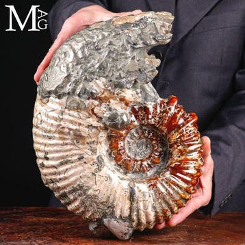 Fossiel Douvilleiceras ammoniet met calciet en pyriet –, Verzamelen