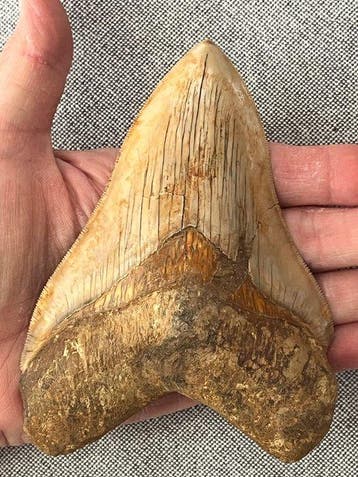 Enorme Megalodon-tand van 13,2 cm - Fossiele tand -
