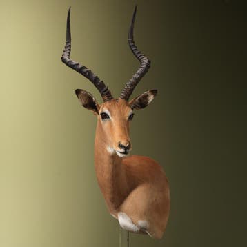 Impala Offset Taxidermie Opgezette Dieren By Max, Verzamelen, Dierenverzamelingen, Ophalen of Verzenden, Nieuw, Wild dier, Opgezet dier