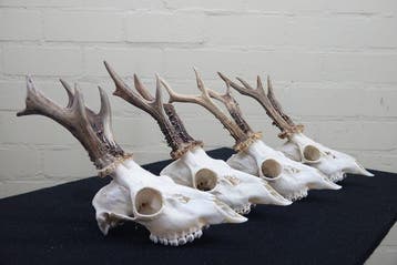 XL Roebuck Schedel - Capreolus capreolus - 0 cm - 0 cm - 0, Verzamelen, Nieuw
