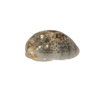 Cypraea cylindrica 24mm GEM | Prachtexemplaar Zylinder-Kauri, Nieuw