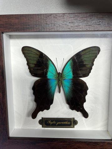 Papilio peranthus Taxidermie wandmontage - Papilio peranthus, Antiek en Kunst