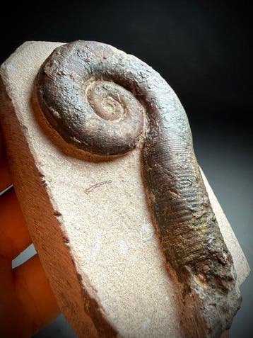 Prachtig cephalopodenfossiel - Gefossiliseerde schelp -, Verzamelen