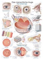 Anatomie poster oog (Duits/Engels/Latijn, kunststof-foli..., Nieuw