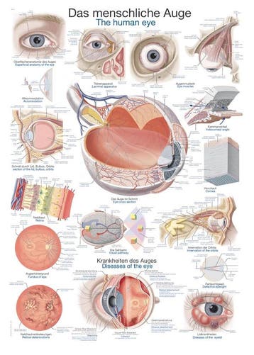 Anatomie poster oog (Duits/Engels/Latijn, kunststof-foli..., Nieuw