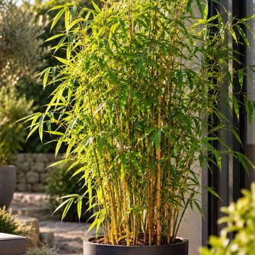Bamboe ‘Pingwu’ (Polvormend) Sierplanten, Tuin en Terras, Verzenden, Overige soorten, Struik