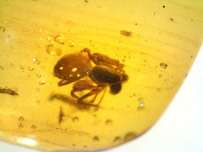 Spinneninclusie in Birmese amber - Barnsteen (Zonder, Verzamelen, Mineralen en Fossielen