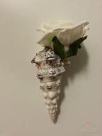 Cerithium Nodulosum schelpen 1 kilo, Ophalen of Verzenden, Nieuw