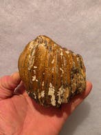Wolharige mammoet - Fossiele tand - prachtige mammoet kies 8, Verzamelen, Mineralen en Fossielen