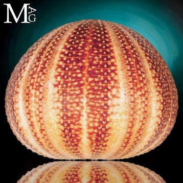 Prachtige grote Echinus esculentus-test met een levendige