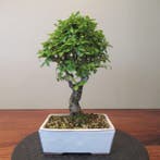 Zelkova nire - Hoogte (boom): 25 cm - Diepte (boom): 17 cm -