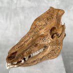 GEEN RESERVEPRIJS - Fijn handgesneden schedel van een wild