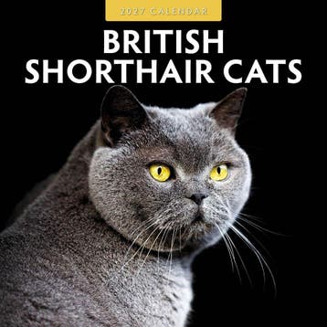 Red Robin Wall Kalender 2027 - British Shorthair Cats, Ophalen of Verzenden, Nieuw in verpakking