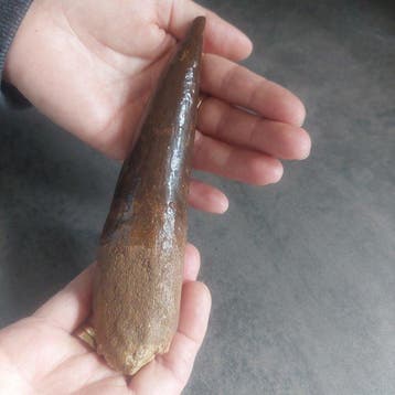 Dinosaurus - Fossiele tand - Spinosaurus aegyptiacus - 175, Verzamelen, Mineralen en Fossielen