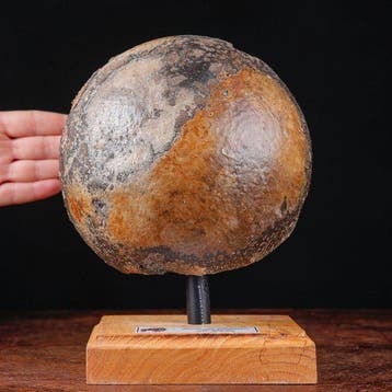 Exclusief fossiel specimen - wollige mammoet - fossiel