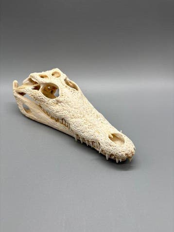 Nijlkrokodil Schedel - Crocodylus niloticus - 9 cm - 12 cm -, Antiek en Kunst