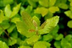 Quercus ilex hoogstam 12/14
