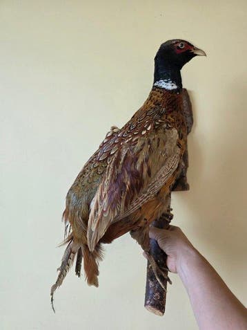 Fazant Taxidermie volledige montage - Ringnek fazant - 48 cm