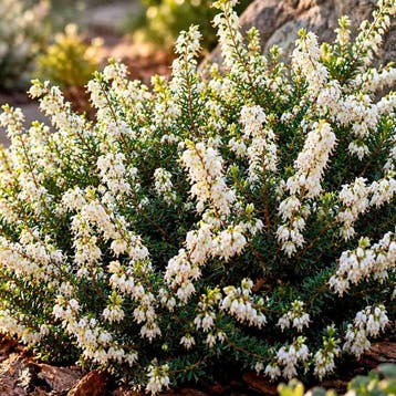 Heide ‘Winterladies White’ (Winter) Heideplanten, Wit, Verzenden, Overige soorten, Struik