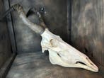 Hartenbeest Schedel van een zoogdier - Alcelaphus - 71 cm -