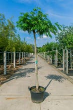 Albizia julibrissin hoogstam 18/20
