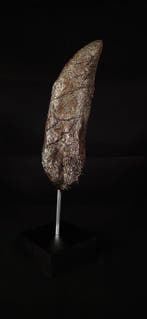 Fossiele tand - Replica Tyrannosaurus rex tooth - 30 cm